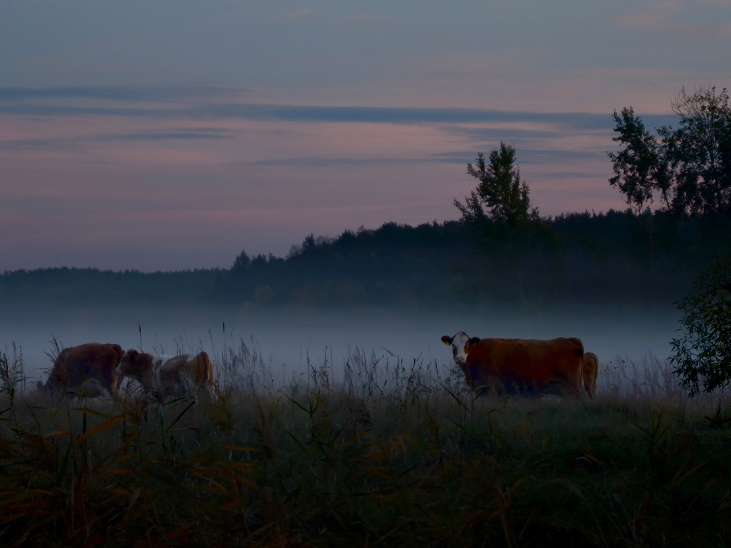 image of cows